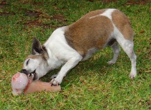 dog burrying bone - my dog usually bury bones and toys. dog burrying bone - my dog usually bury bones and toys.