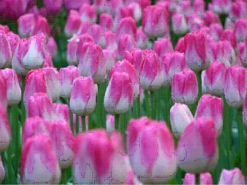 Tulips of Netherland - Tulips are famous in Netherlands