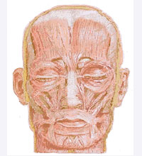 face anatomy - an illustrating picture for muscles of the face