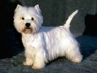 My dog - this is one of my dogs called bob