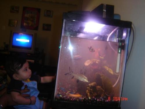 Fishes in the acquarium - Once my fishes gave birth to many off-springs so my acquarium was overcrowded.