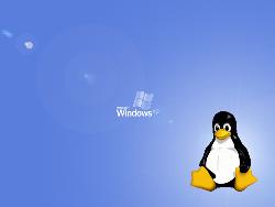 LINUX vs WINDOWS - which one win in this cold softwar