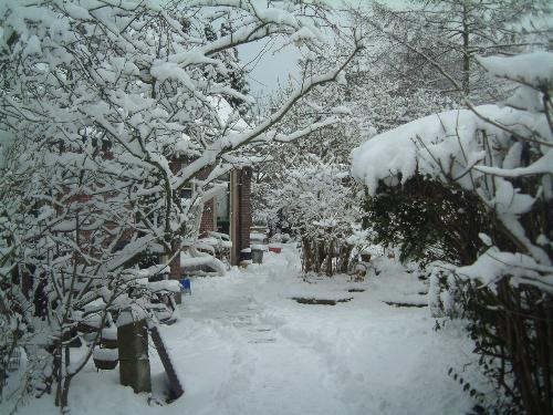 Snow  - winter wonderland