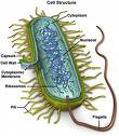 Bacteria - photo showing bacillus bactarium