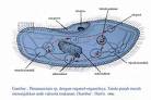 Paramaecium - photo showing a paramaecium