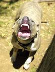pitbull - This dog may hurt your child!