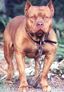 dog to train it well - Exelente dog tu have if of guardian in its house and trainig to run wish.