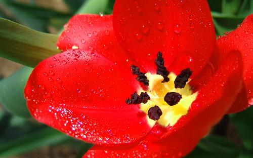 Scarlet tulip - Happy valentines day!