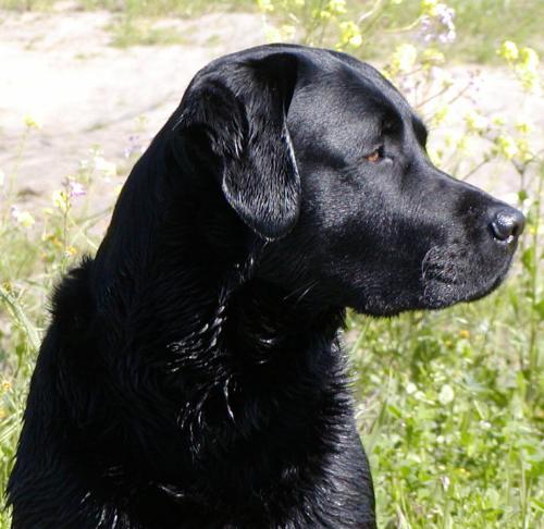 profile view - Labrador