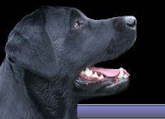 lab - profile