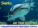 shark - the wonderful shark