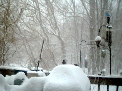 Birds in a Blizzard - Here's a picture of birds on my deck in a blizzard last year. I hope we don't get too much snow..lol Birds in a Blizzard - Here's a picture of birds on my deck in a blizzard last year. I hope we don't get too much snow..lol