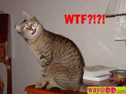 Kitty WTF - This kitty says 'WTF?'.