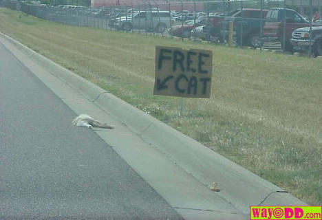 Free Kitty! - Poor fella. At least someone is trying to assist the Department in Transportation in cleanup.