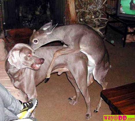 Bad deer! - This deer attempts to either suplex a dog, or is playing leap frog (this is an attempt to not corrupt our younger viewers' minds).