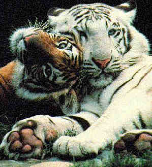 tigers - I love these creatures