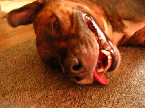 Exhaust - Tis my dog Pixie who had been running along side me as I biked round the village