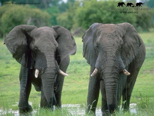 Mates for life - Elephants mate for life, there is no such thing as divorce
