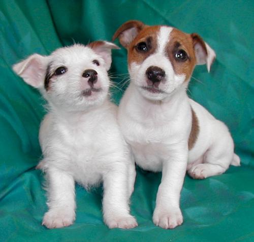 Puppy Love - The puppies who are in love.