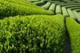 Tea - Tea Plantation with rows of tea bushes