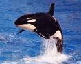 Orca whale - My favorite thing to collect