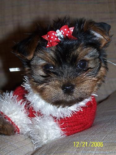 Our puppy - This is Mia our new baby Yorkie