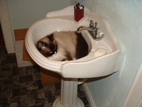 romeo - cat in the bathroom sink