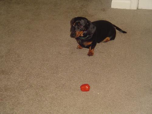 this is my Hercules - Here is Hercules, our miniature daschund