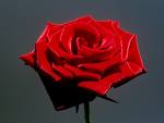 red-rose - Symbol of romantic love...Hmmmm !well ..