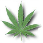 Cannabis leaf - drugs are an issue to be taken care of. Cannabis is one of them, and despite their 'soft' denomination, we shouldn't forget it's also a drug after all.