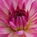 flower - for loving of flowers