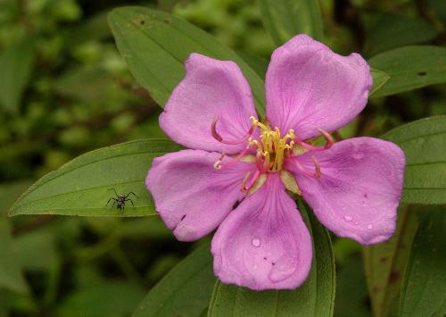 Wild flower - wild flower of assam,india