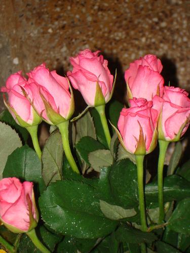 lovely roses - roses