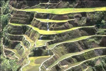 Banaue Rice Terraces - Banaue Rice Terraces upclose