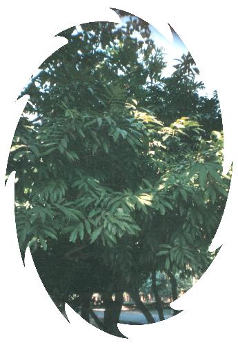 medicinal plant picture - this is picture of asoka jonosia, taken by me from botanical garden of dhaka.