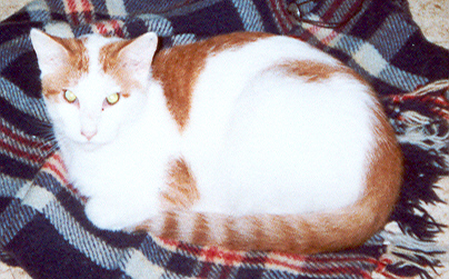 Georgie - Another of my foster cats, Georgie is a seven month old male. He is another of Patches's babies and is pretty shy. We are currently working with him to overcome his fear of people. Hopefully I will be able to place Georgie in a new home in the next month or so.