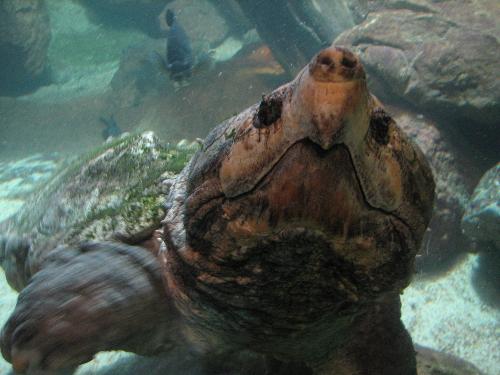 Alligator Turtle - My wife, sister-in-law, and I went to the Aquarium of Oklahoma located in Tulsa, OK, and I snapped this great picture of an Alligator Turtle.