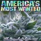 Americas Most Wanted - Title is tru it the most wanted bud out there today. Wanted by everyone who smokes it!lol