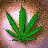 Marijuana Leaf 1 - I use all these avatars on every site I go to so keep your eyes open and you probably noticed that Im everywhere.