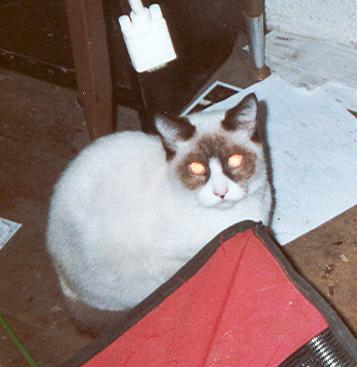 Mask - Mask is the fourth of Patches's babies. He looks like he has some Siamese in him. He is a very shy seven month old male. However, he is starting to come near people if he knows they have food. Mask spooks easily at loud noises, but does not mind the dogs trying to play with him. I think he will be a total sweetheart once we can get him tamed down.