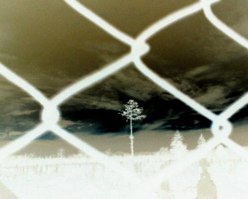Lonely tree - I took this picture . . . Hope u like it