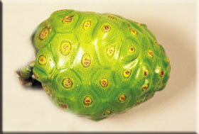 noni.............................................. - noni...........................................