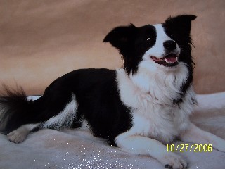 dogs indeed love us unconditionally - not like those men who leave us and cheat, like traitors who doesnt care dogs indeed love us unconditionally - not like those men who leave us and cheat, like traitors who doesnt care