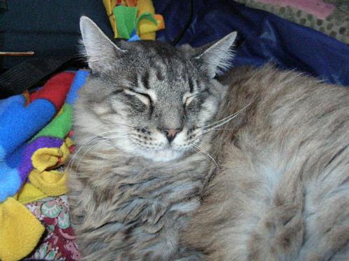 A cat known as 'Big' - This is my cat 'Big,' taking a nap. He really never shared his name, but because he's almost 20lbs of fluff, the name 'Big' sortof stuck.