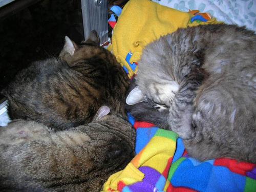 3 cats taking a nap - Three of my four cats, caught taking a nap together.