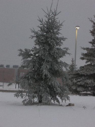 A tree covered in snow -  A tree covered in snow in Feb.