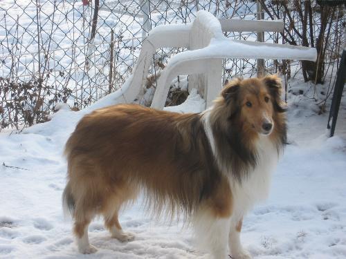 Sheltie in Winter - Our Sheltie standing out in the snow