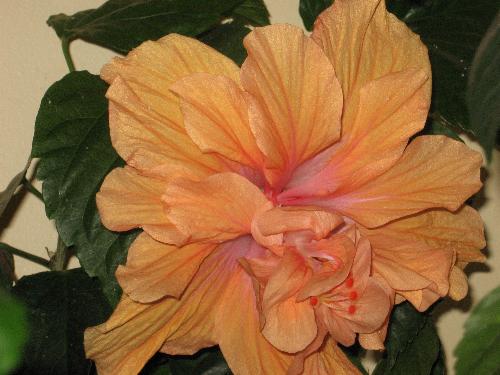 Christmas flower - A flower that opened at Christmas time