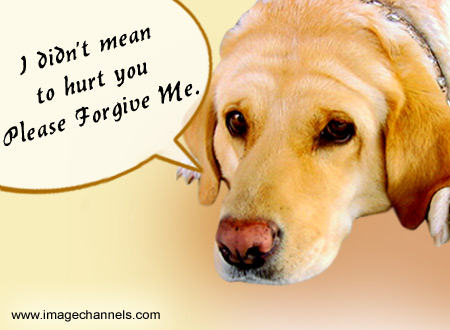i'm so sorry - i'm sorry if i hurt you