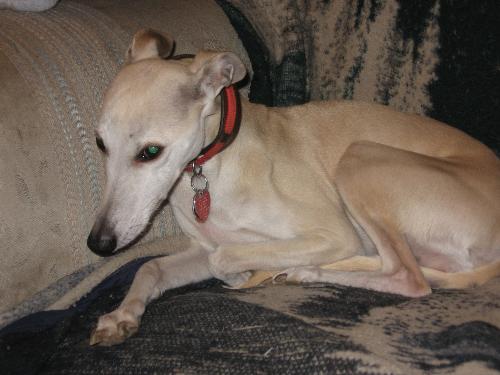 Whippet - This is our 8 year old Whippet named Honey. We called her this name because of her colour.